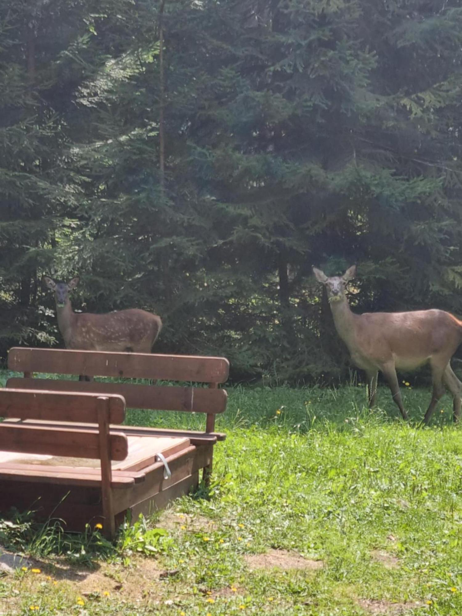 Chata Lieskovec - Chata V Lese Blizko Zubacky Tatranska Strba Bagian luar foto